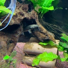 ポリプテルス&エンゼルフィッシュの画像