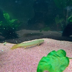 ポリプテルス&エンゼルフィッシュの画像