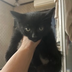 黒猫生後2ヶ月くらいの甘えん坊さん