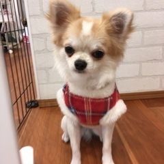 温かいご家族のもとへ行きました！皆様お問い合わせありがとうござい...