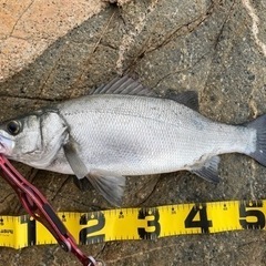 鮮魚ヒラスズキ