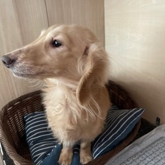 里親さん決まりました。