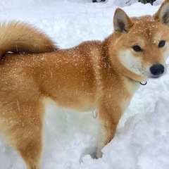 柴犬　1歳半