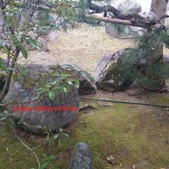 庭石