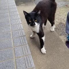 迷い猫