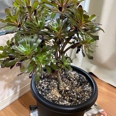 黒法師　サンシモン