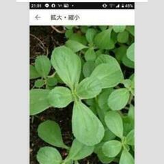 日本製エルモア ティッシュ+おまけ ２００円分以上の画像