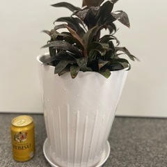 まだあります！　ドラセナ　コルジリネ　パープル　観葉植物