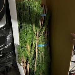 門松🎍用若松の画像