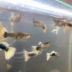 グッピー ドイツイエロー 2匹 ペア 