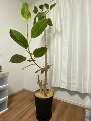 観葉植物　フィカス
