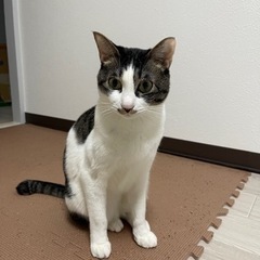 3歳 雑種 幸運の鍵しっぽ＆綺麗めキジ柄猫  1匹のみ可