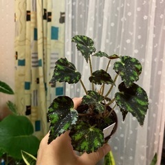 レックス　ベゴニア