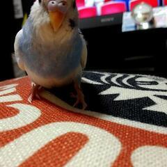 セキセインコを探してます。