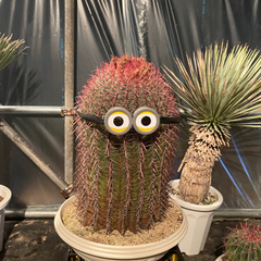 フェロカクタス、サボテン、特大サボテン