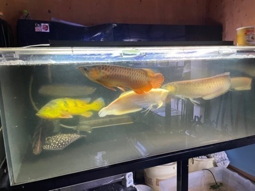 アロワナ　熱帯魚