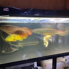 アロワナ　熱帯魚