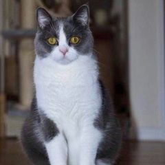 猫譲ります