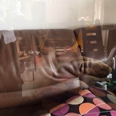 【引取限定】ガラス板180cm×45cm×0.6cmの画像