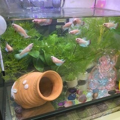 熱帯魚　ベタ