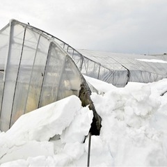 大雪でつぶれてしまったもの‼️