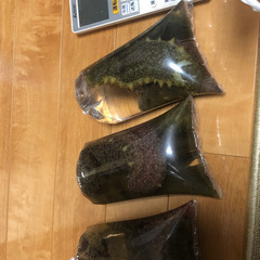 なまこ