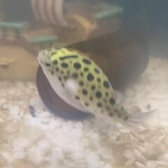 ミドリフグ　2匹の画像