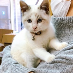 シャムっぽい子猫の里親募集中！