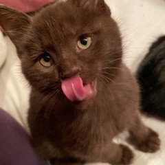子猫の里親　シナモン・ブラック