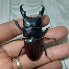 【サキシマヒラタクワガタ】