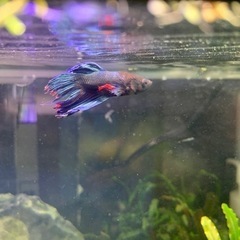 ベタ　トラディショナル