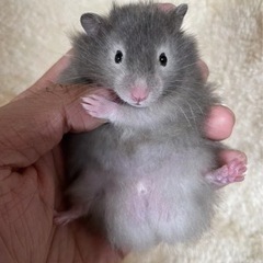 1ヶ月のゴールデンハムスター     募集受付終了