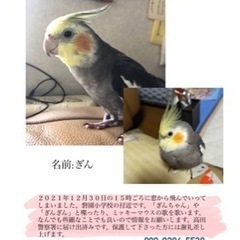 オカメインコを探しています。