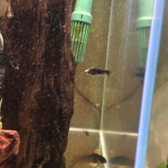 カラシン2種セット(熱帯魚水槽)の画像