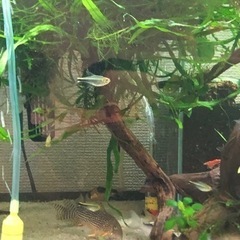 カラシン2種セット(熱帯魚水槽)の画像