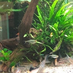 カラシン2種セット(熱帯魚水槽)の画像