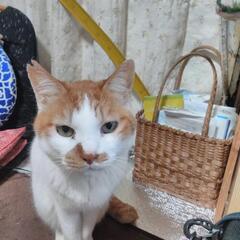 猫を探しています