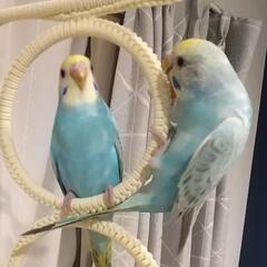 セキセイインコを探しています