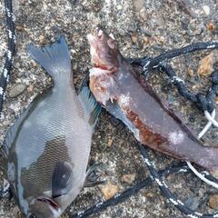31日～2日まで茨城県海釣り