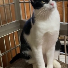 〜トライアル決定〜ハチワレ美猫