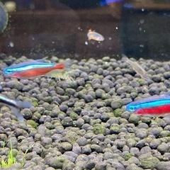 熱帯魚