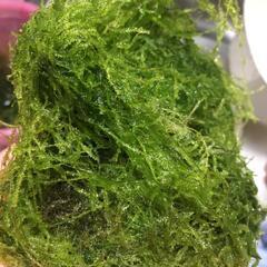 ウィローモス　
まだありますの画像