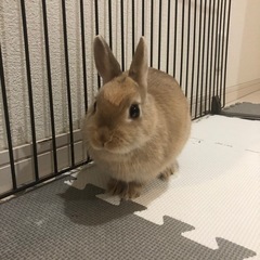 ネザーランドドワーフを飼っている方