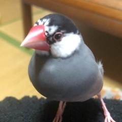 文鳥探しています