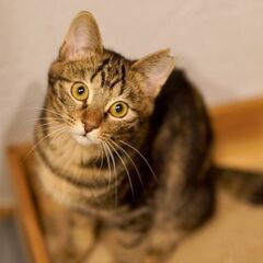 撫でるとうっとり❤️猫大好き。キジ子猫 朋佳ちゃん