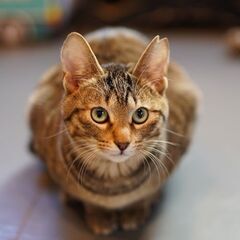 遊ぶの大好き！キジ子猫　豊島くん（名人チーム）