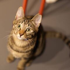 ゴロゴロフレンドリー子猫 明くん（名人チーム）