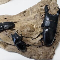 ハーキュリー血統系♂♀♀　スマトラオオヒラタ　