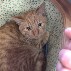 ちゃとらのビビりくん