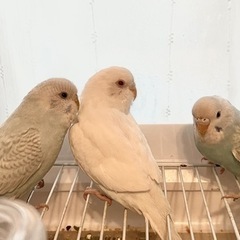 セキセイインコ里親さん募集！（受付終了） - 静岡市